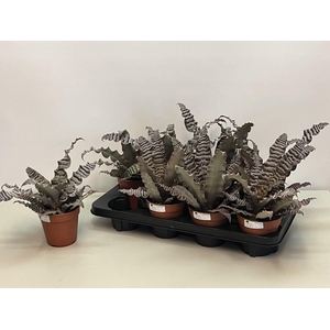 CRYPTAN ZONATUS