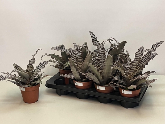 <h4>CRYPTAN ZONATUS</h4>
