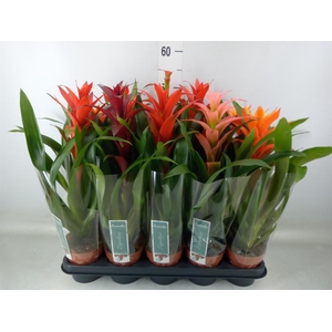 Guzmania   ...mix