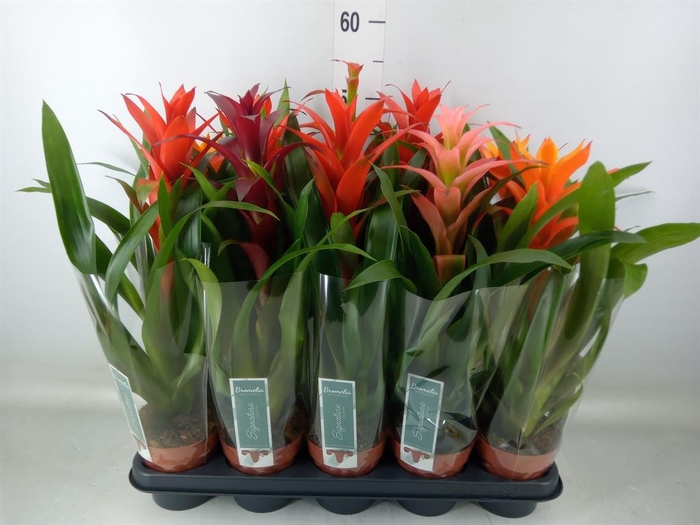 <h4>Guzmania ...mix</h4>