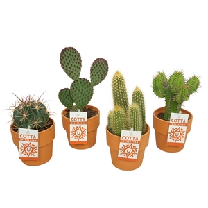 Cactus mix in 10 cm 'Terracotta Kraagpot'