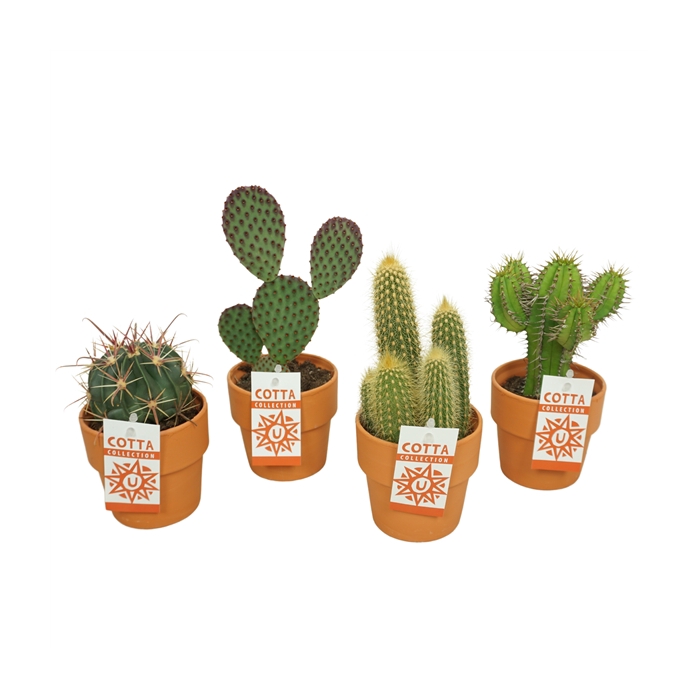 <h4>Cactus mix in 10 cm 'Terracotta Kraagpot'</h4>