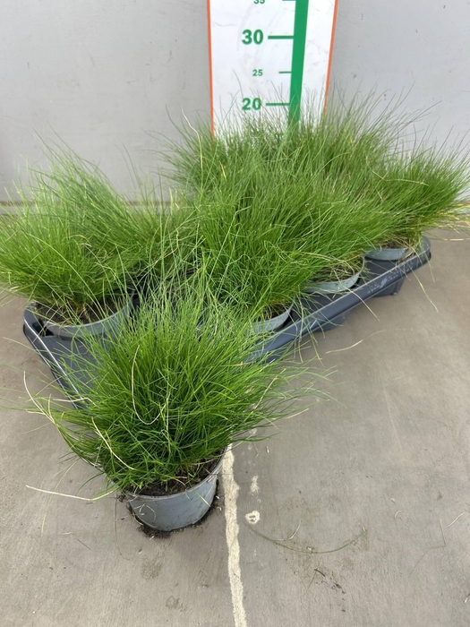 <h4>FEST AMETHYSTINA</h4>