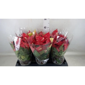 Euphorbia pulc. 'Superba New Glitt'