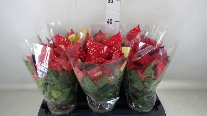 <h4>Euphorbia pulc. 'Superba New Glitt'</h4>