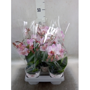 Phalaenopsis   ...rose
