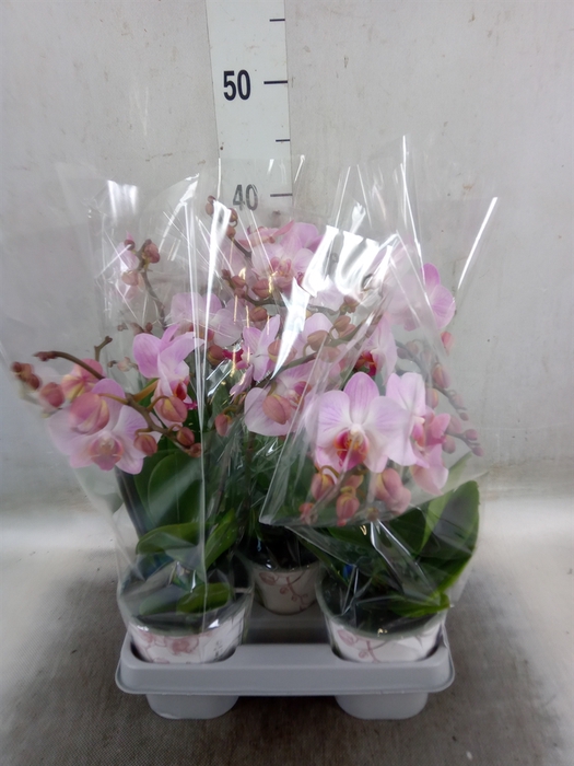 <h4>Phalaenopsis   ...rose</h4>
