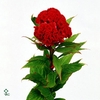CEL C RED CHIEF