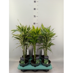 Dracaena sand.   ...mix 3