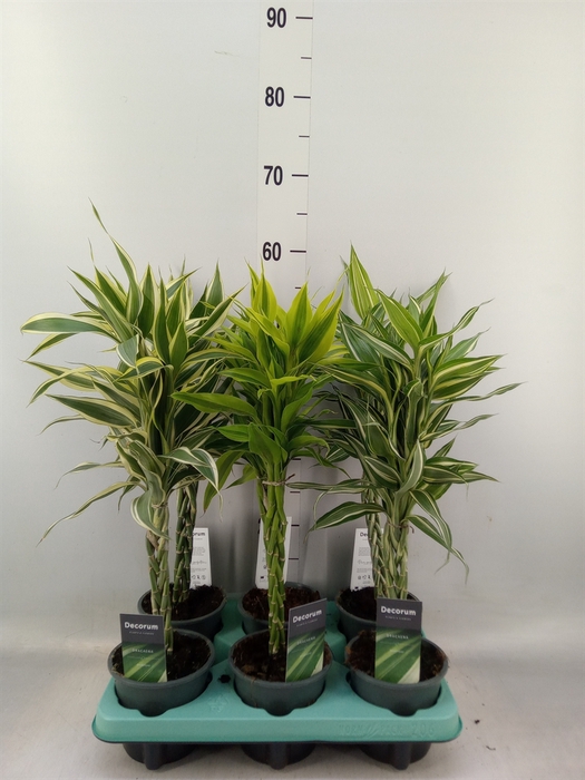 <h4>Dracaena sand.   ...mix 3</h4>