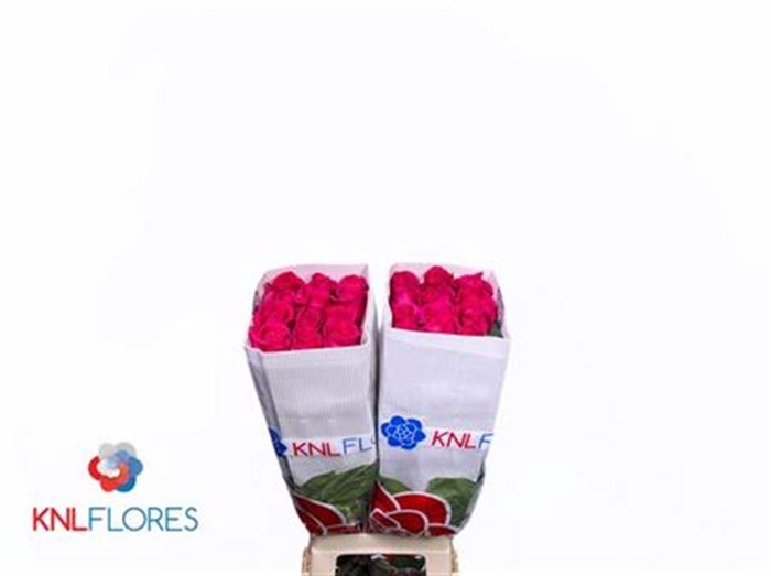 <h4>R Gr Pink Floyd! Ec</h4>