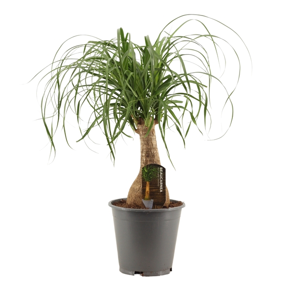 <h4>Beaucarnea recht 19 cm containerpot</h4>