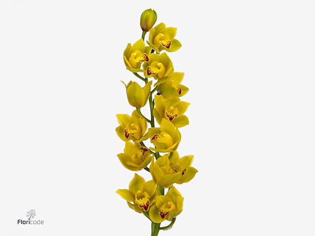 Cymb Mi Wishflor Leekade X15