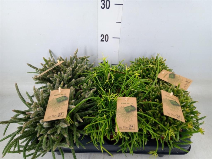 <h4>Rhipsalis   ...mix</h4>