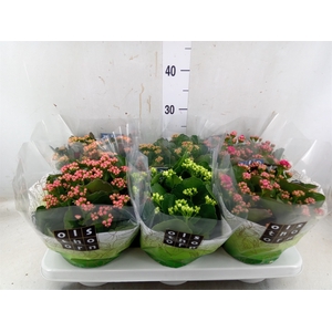 Kalanchoe blos.   ..rosebud mix  5