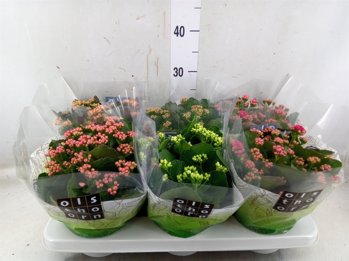 <h4>Kalanchoe blos.   ..rosebud mix  5</h4>