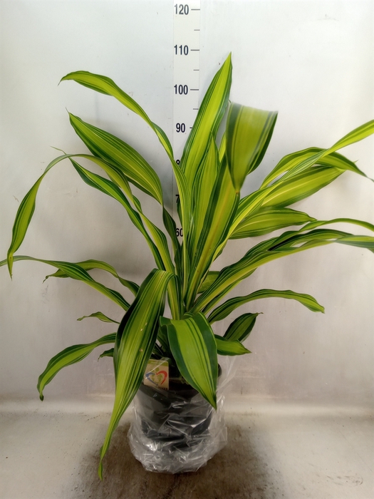 <h4>Dracaena frag. 'Charley'</h4>