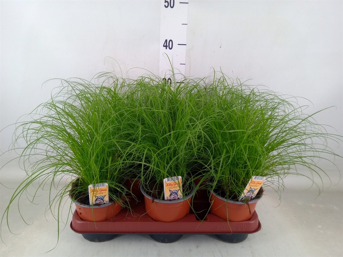 <h4>Cyperus alternifolius 'Zumula'</h4>