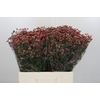 Limonium China Red