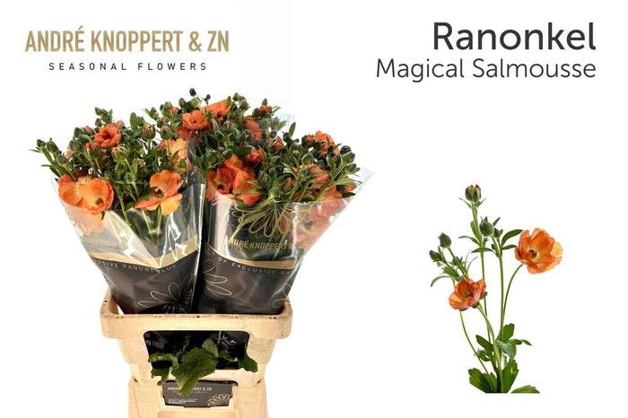 Ranunculus Magical Salmousse