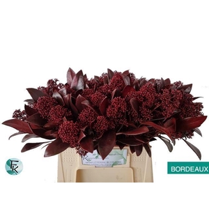 Skimmia paint bordeaux