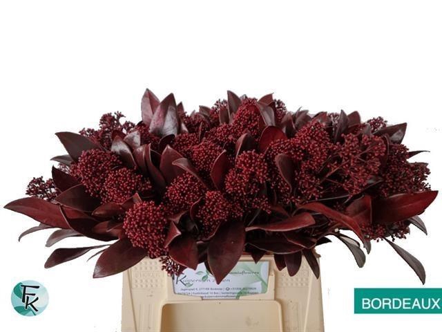 <h4>Skimmia paint bordeaux</h4>