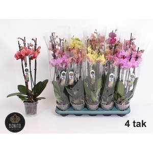PHAL GEM 5 KL