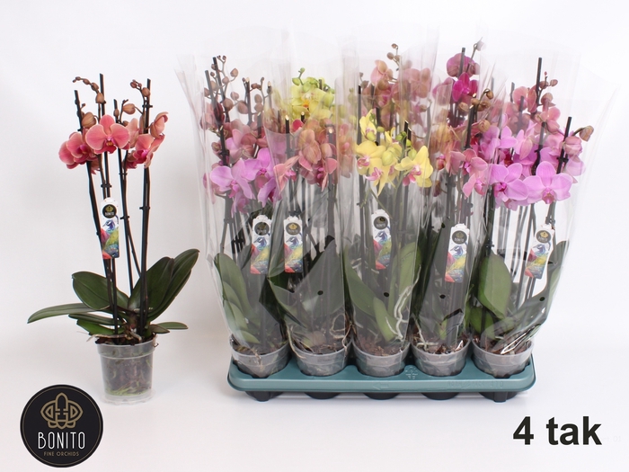 <h4>PHAL GEM 5 KL</h4>