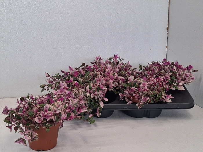 <h4>TRAD FL QUADRICOLOR</h4>