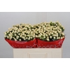 Hypericum Cool Romance