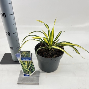 Yucca filamentosa 'Color Guard'