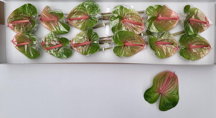 <h4>ANTH A AVO DANIELLE</h4>