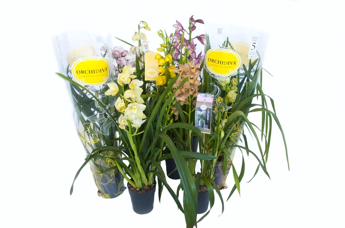 <h4>Cymbidium kleuren mix 2 tak</h4>