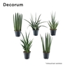 Sansevieria luxe mix (Decorum)