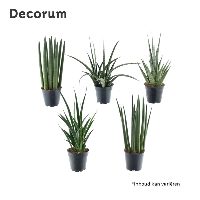 <h4>Sansevieria luxe mix (Decorum)</h4>