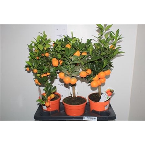 Citr Microcarpa 10+
