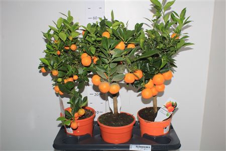 <h4>Citr Microcarpa 10+</h4>