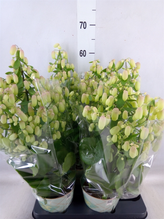 <h4>Kalanchoe  'Magic Bell'</h4>