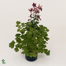 AQUIL VU WINKY RD WH