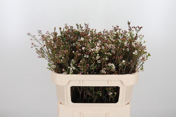 <h4>Chame Mi Liron</h4>