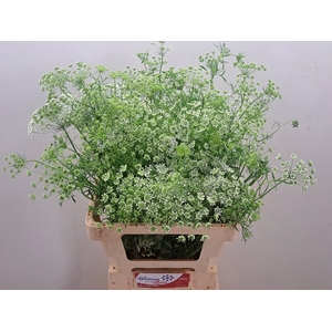 AMMI MAJUS