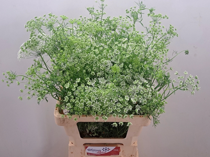 <h4>AMMI MAJUS</h4>