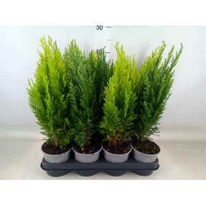 Conifers   ...mix
