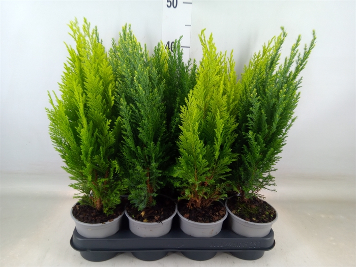 <h4>Conifers   ...mix</h4>