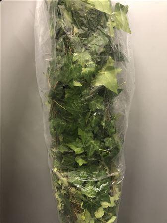 <h4>Hedera Helix Green X 50</h4>