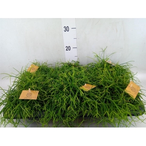 Rhipsalis   ...