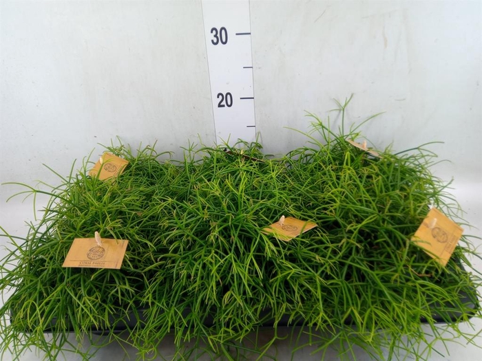 <h4>Rhipsalis ...</h4>