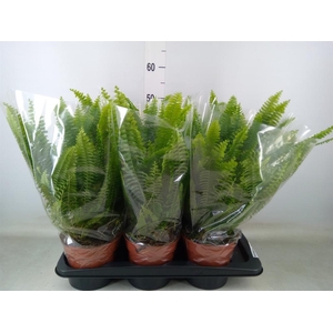 Nephrolepis exal. 'Green Lady'