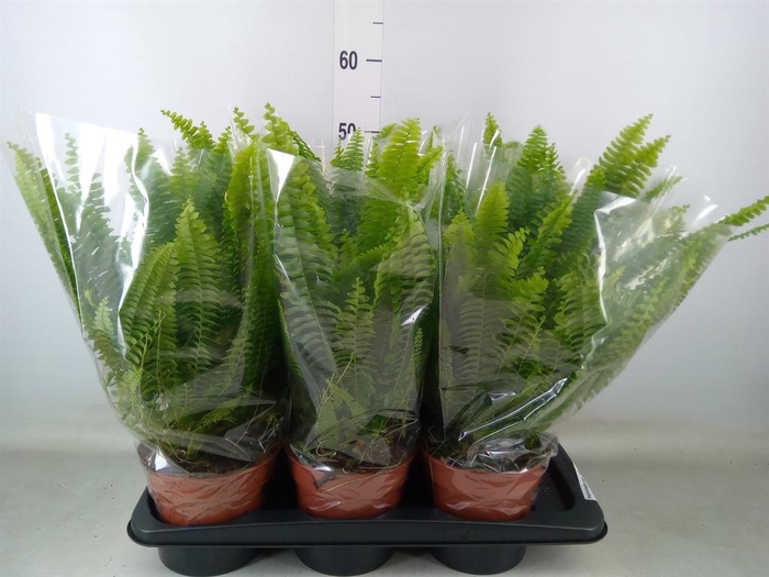 <h4>Nephrolepis exal. 'Green Lady'</h4>