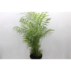 CHAMAEDOREA ELEGANS P17